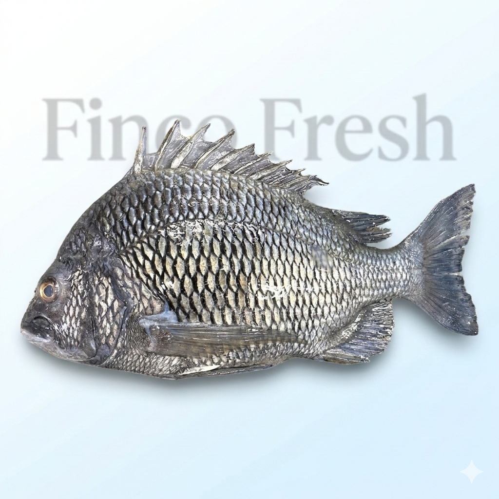 Black Bream - Image 1