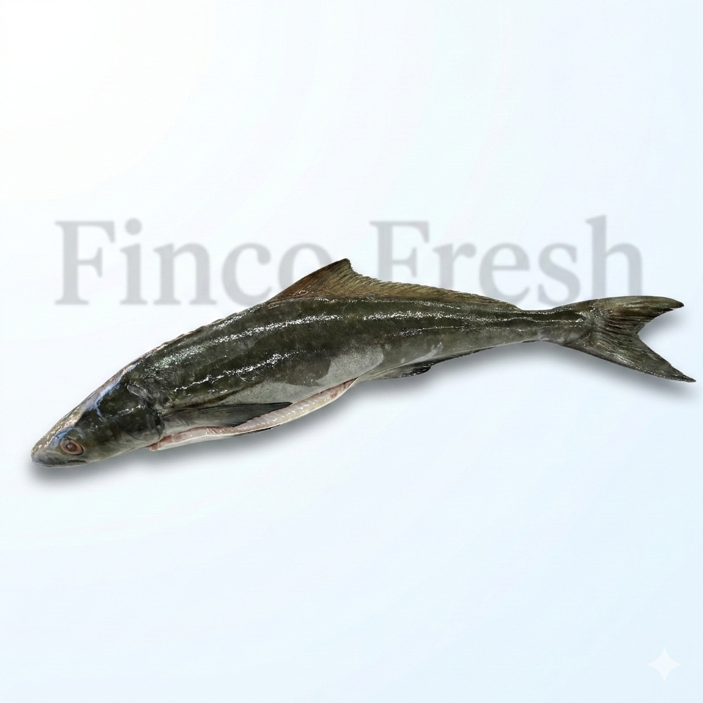 Black Kingfish - Image 1