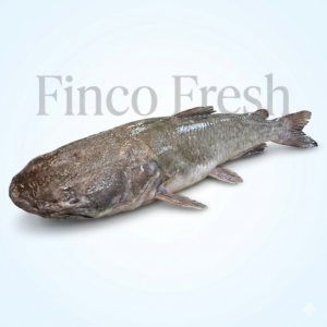 Catfish