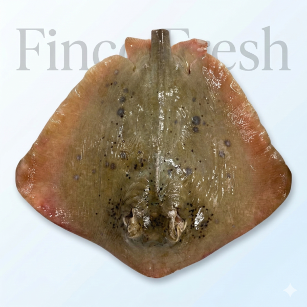Stingray Fish (Raifish)