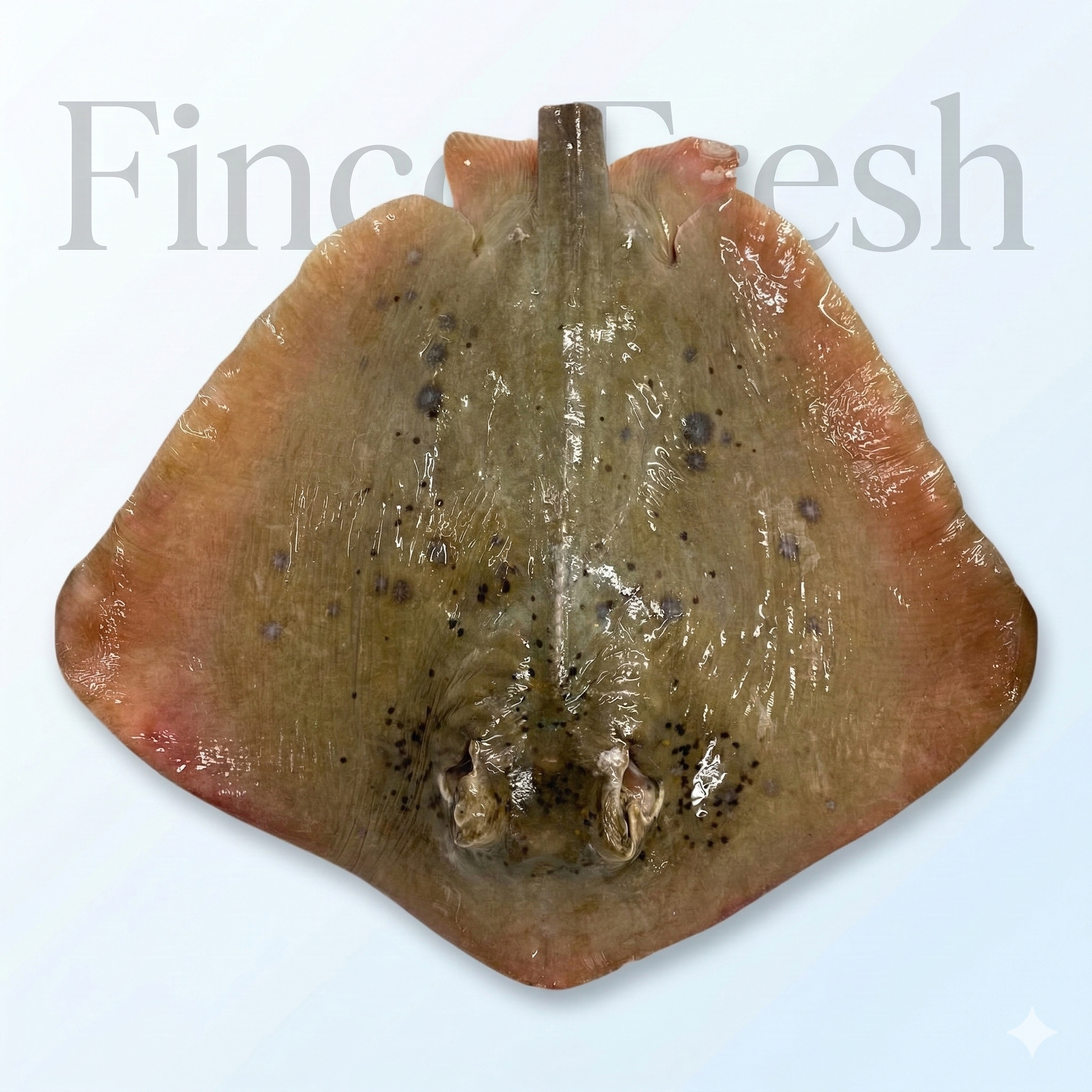Stingray Fish (Raifish) - Image 1