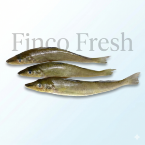 Lady Fish