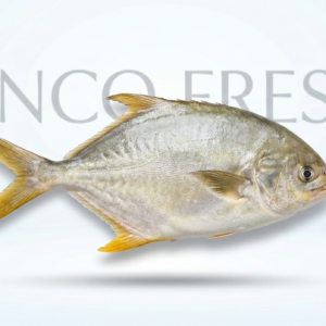 Golden Promfret 3Pcs