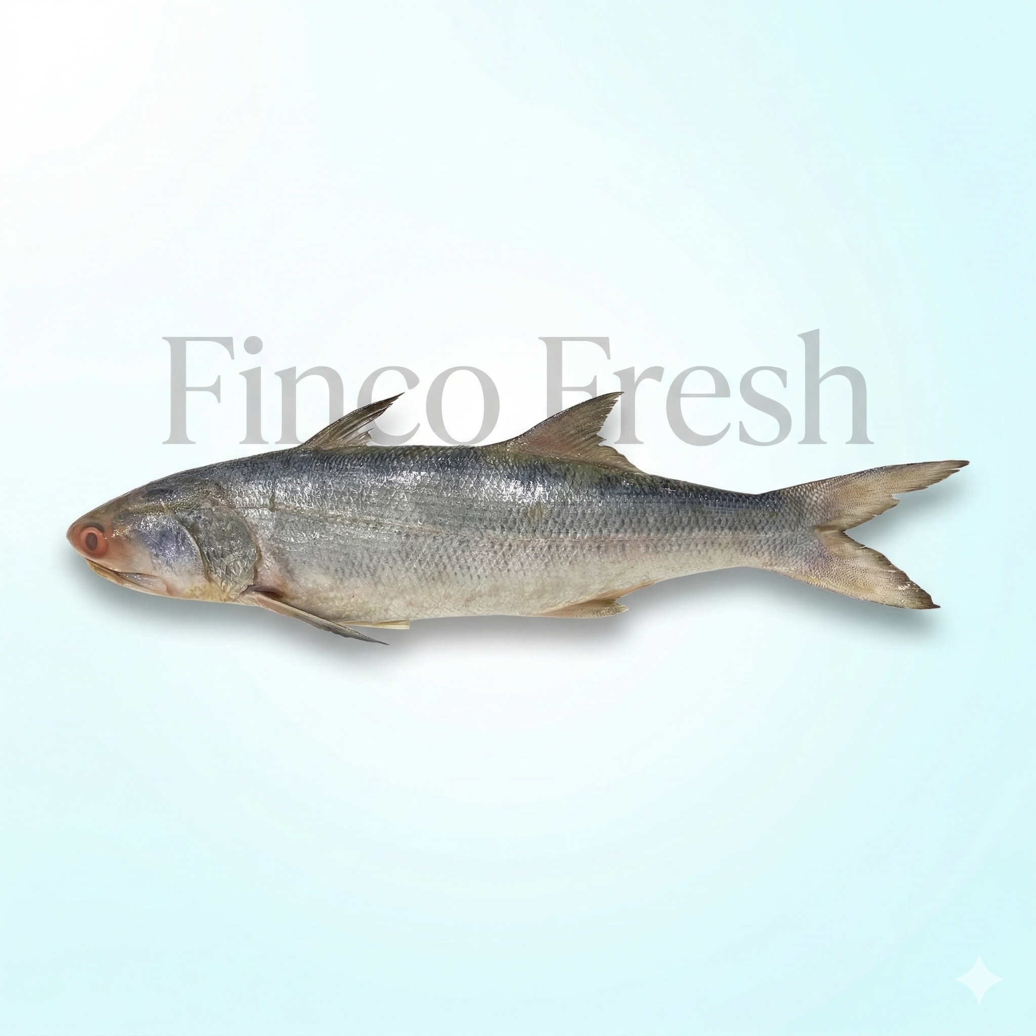 Indian Salmon (Rawas) - Image 1