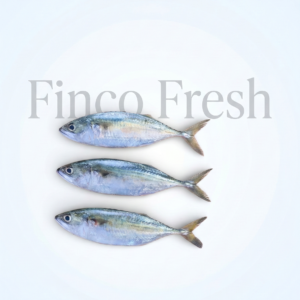 Indian Mackerel