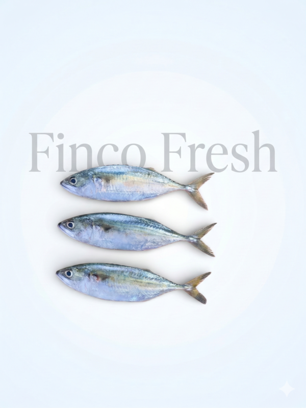 Indian Mackerel