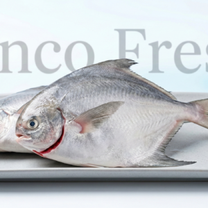 Chinese Promfret Fish