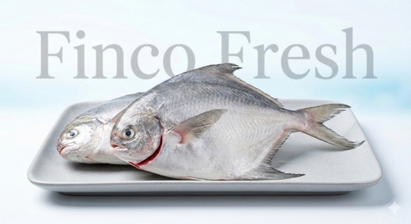 Chinese Promfret Fish
