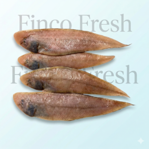 Solefish (Small Lepo)