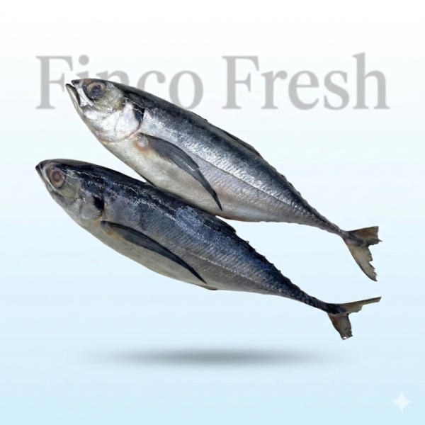 Horse or Scad Meckerel (Bangda)