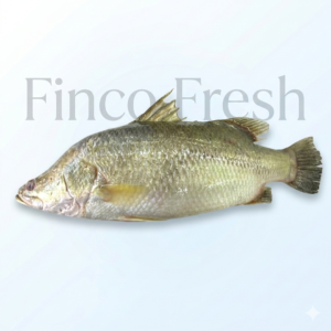 Indian Sea Bass (Baramundi)