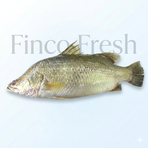 Indian Sea Bass (Baramundi)