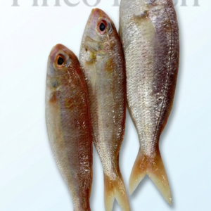 Japanese threadfin Bream