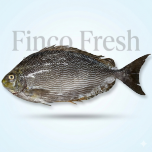 Rabbit Fish