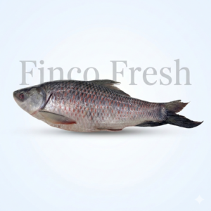Rohu Fish
