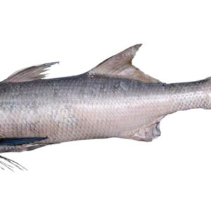 Threadfin Bream
