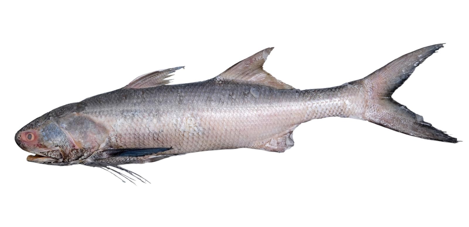 Threadfin Bream - Image 1