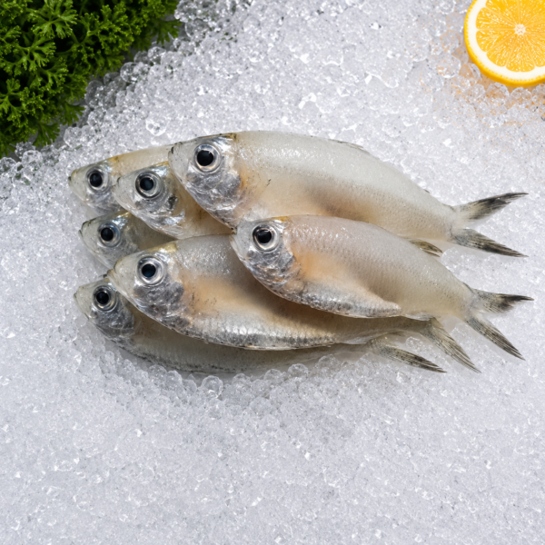 Anchovies (Neteli)