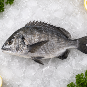 Black Bream