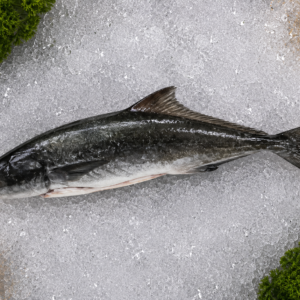 Black Kingfish
