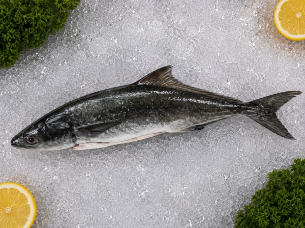 Black Kingfish