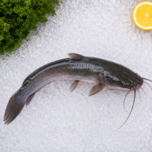 Catfish