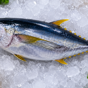 Yellow Fin Tuna