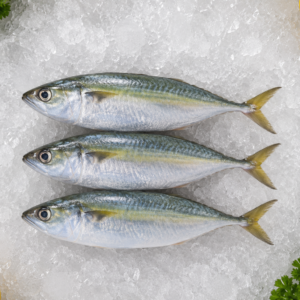 Indian Mackerel