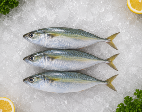Indian Mackerel