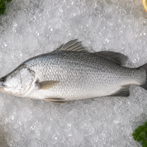 Indian Sea Bass (Baramundi)