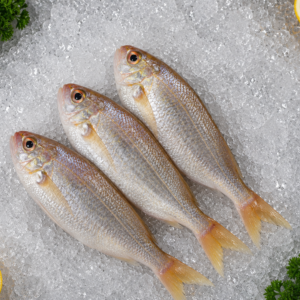 Japanese threadfin Bream