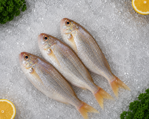 Japanese threadfin Bream