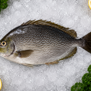 Rabbit Fish
