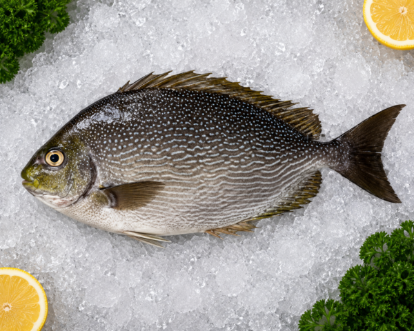 Rabbit Fish