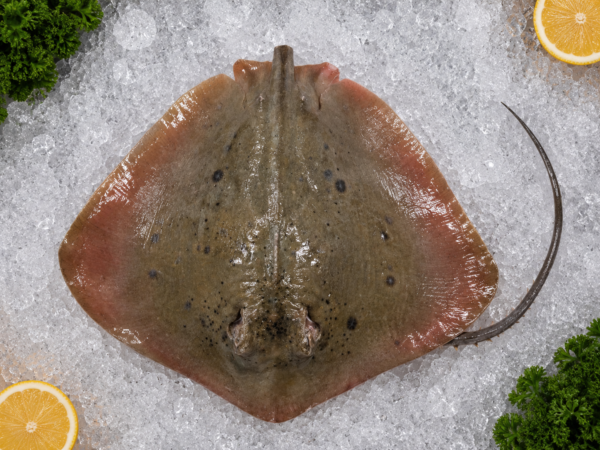 Stingray Fish (Raifish)
