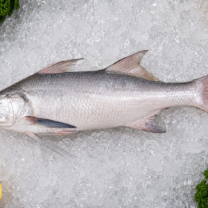 Threadfin Bream
