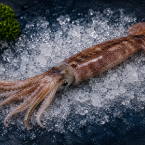 Squid