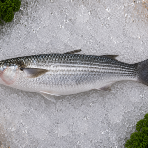 Grey Mullet