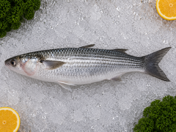 Grey Mullet