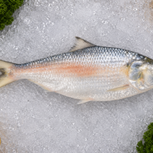 Hilsa (Palvo)
